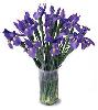 A Nice Blooming Iris