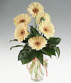 Gerbera daisies bouquet