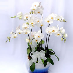 Butterfly orchids