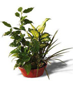 In door plants dishgarden