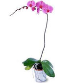 Phalaenopsis Lavender