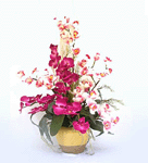 Vivacious orchids