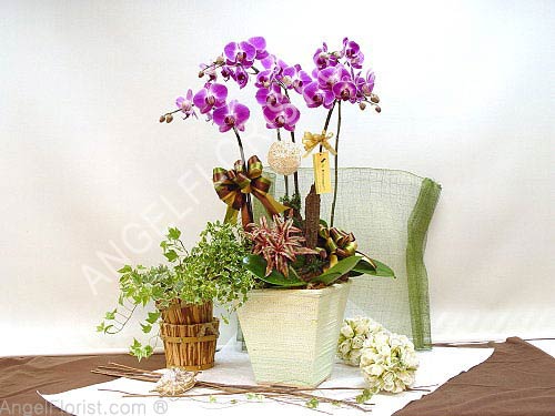 Orchids Wishes