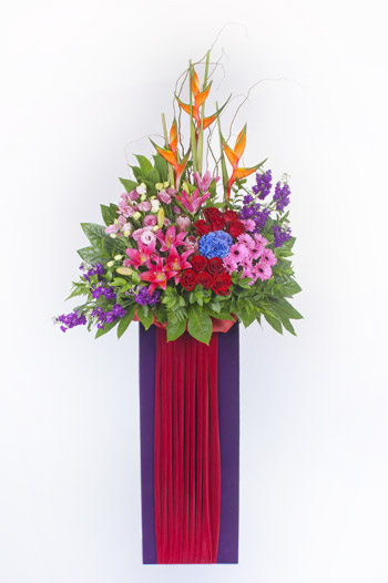 Opening Flower: Triumph Favours