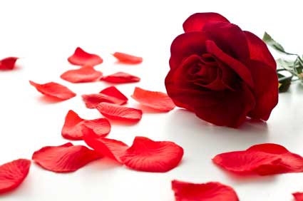 Bridal Bouquet: Rose Petal