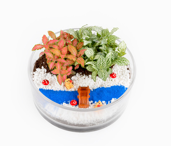 Oasis Garden