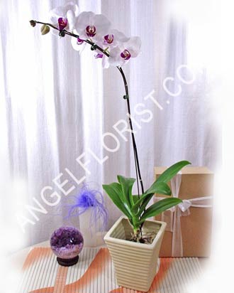 White Orchids