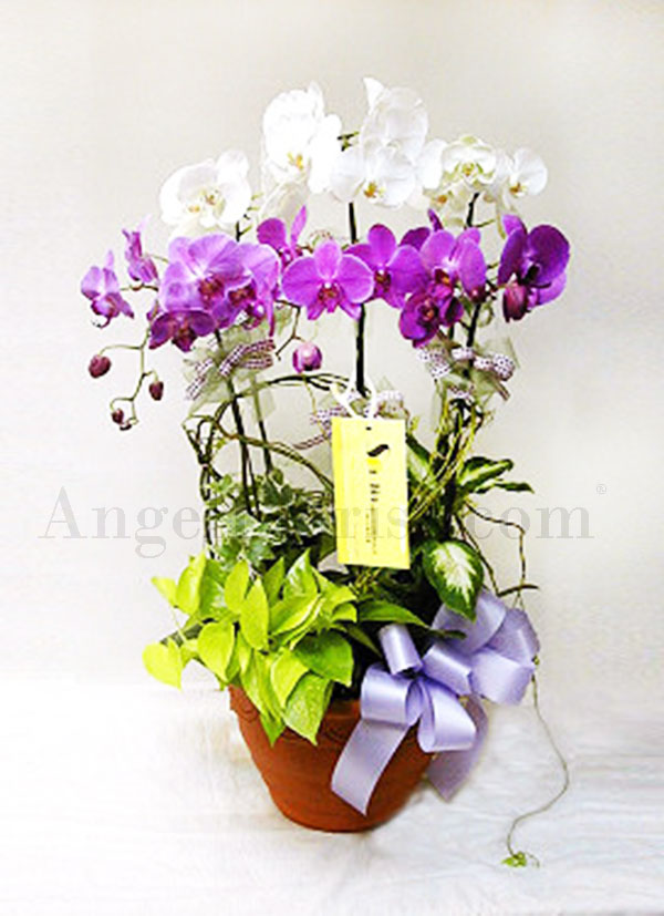 purple orchids(3)