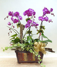 purple butterfly