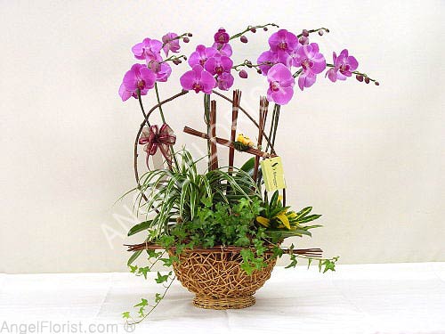 Congratulation Flowers: Butterfly(6)