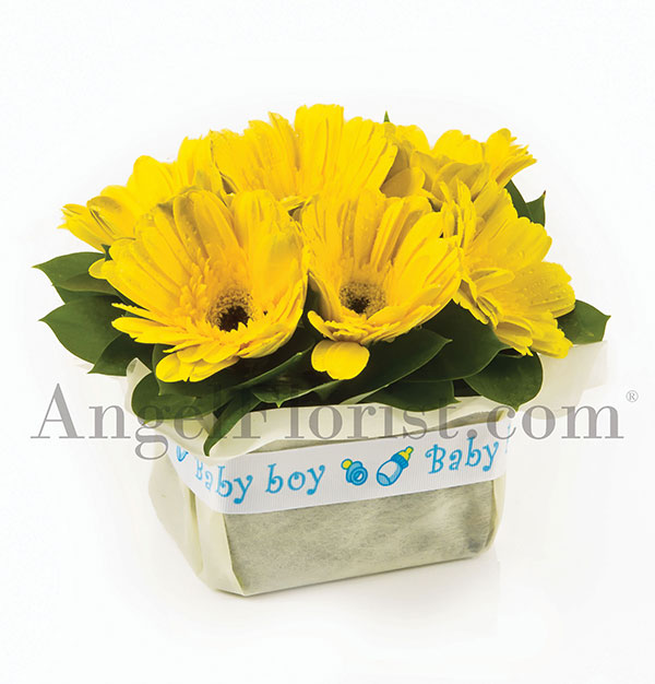 Sunshine Baby (Available as add on only)