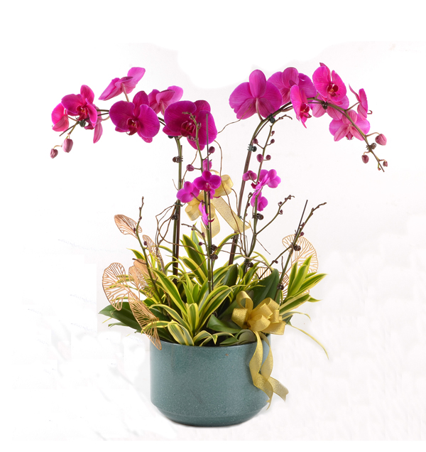 Potted Phalaenopsis-Purple