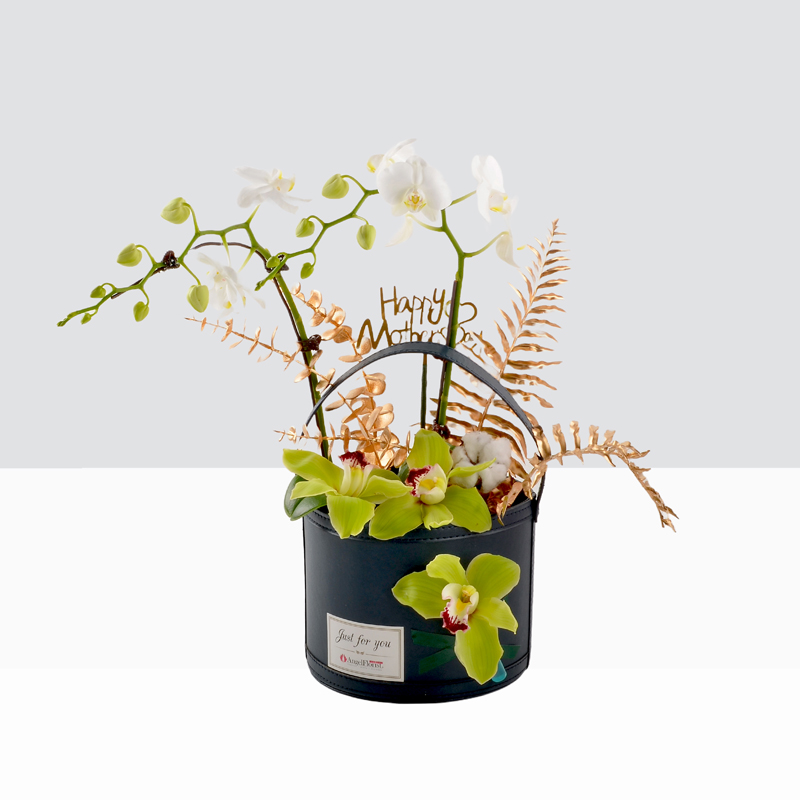 White Orchids Plants-1