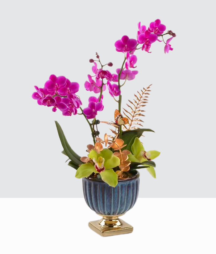 Lovely Orchids