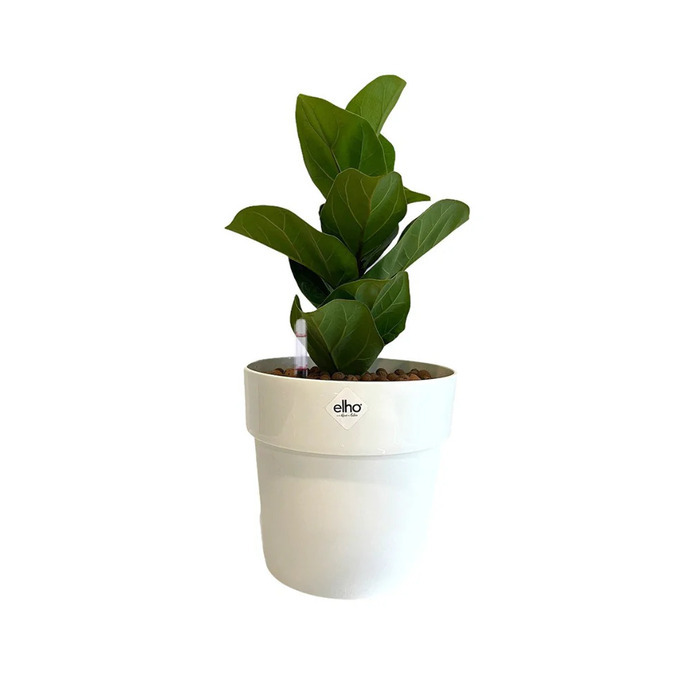 Ficus lyrata