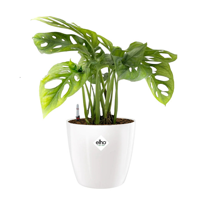 Monstera adansonii