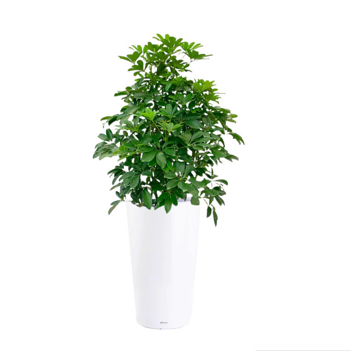 Schefflera Tree