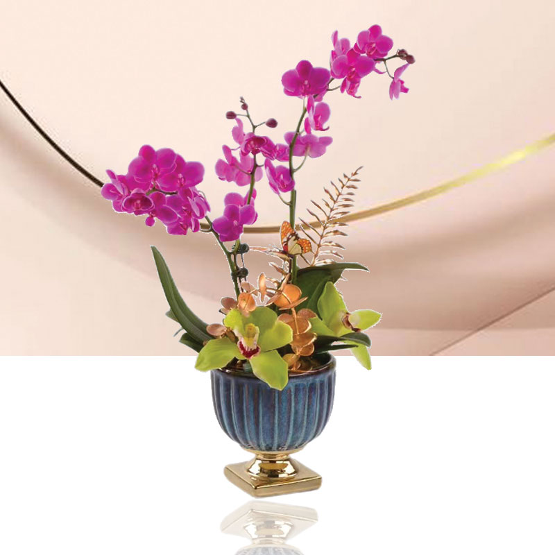 Lovely Orchids