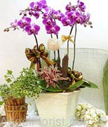 Orchids Wishes