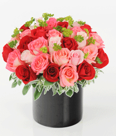 Rosy Romance