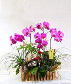 Phalaenopsis Canvas