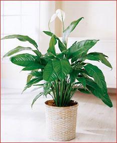 Sympathy Plants