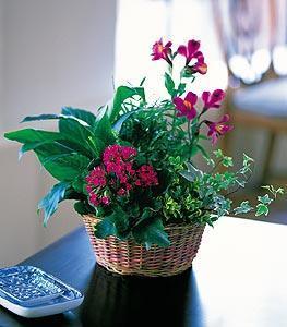 Dish Garden with Pinks
