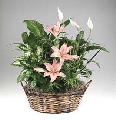 Natural basket of mixed foliage with flower accents.