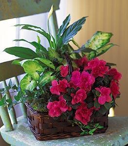 Azalea Attraction Garden Basket