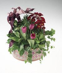 Basket of green and blooming plants.