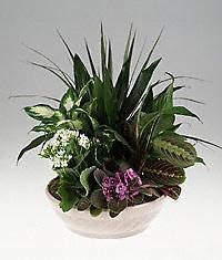 European Dishgarden  with African Violet