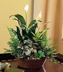 White DishGarden