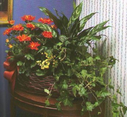 Large European DishGarden