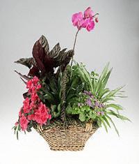 Exotic  Garden basket of green and blooming plants.