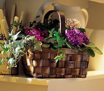 Mixed African Violet Basket