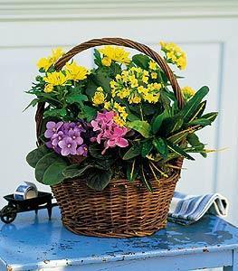 Petite European Basket