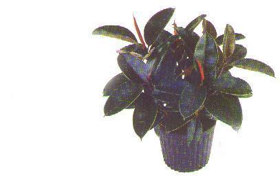 Rubber Plant