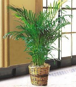 Areca Palm