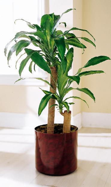 Corn Plant