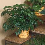 China doll green plant
