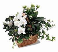 White Assortment  Plants