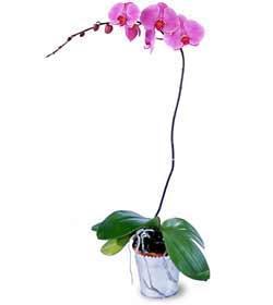 Lavender Phalaenopsis Orchid