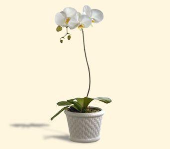 White Phalaenopsis Orchid