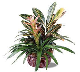 Assorted Exotic Tropical plant