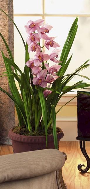Cymbidium Orchid Plant
