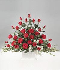 Three Dozen Rose